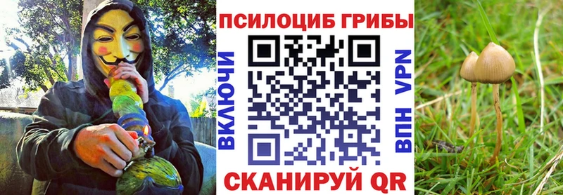 Купить  Белгород  Галлюциногенные грибы Psilocybe 